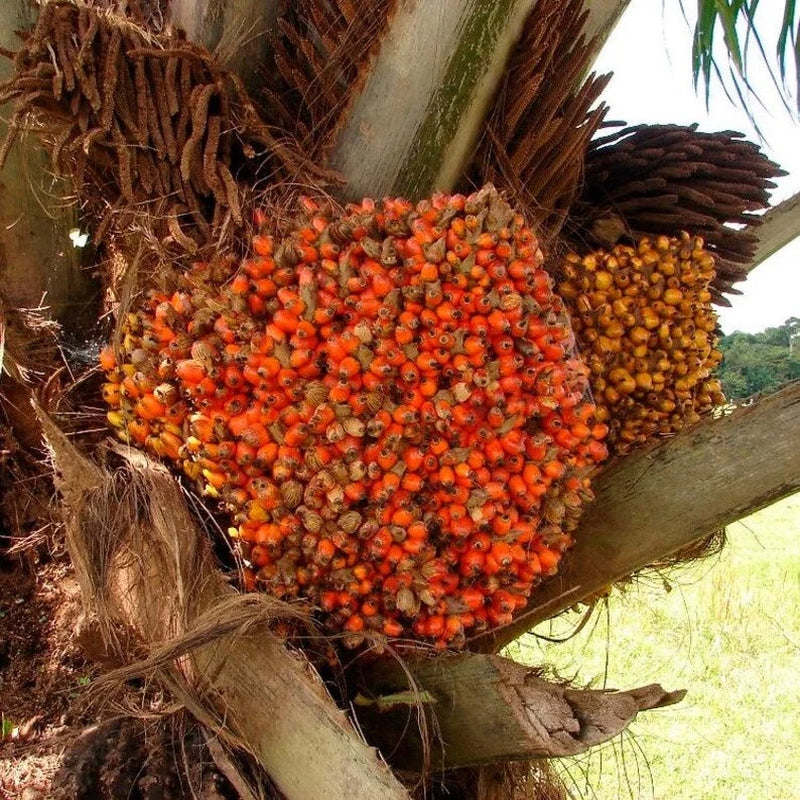 Batana Oil Fractionated (2Oz)